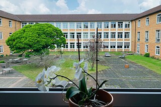 Blick aus dem Fenster auf den Innenhof und die gelbgestrichene Gebäudeseite gegenüber, im Vordergrund ein Blumentopf auf einem Fensterbrett