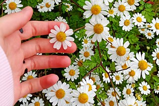 Zu sehen ist eine Hand, die in eine Wiese voller Gänseblümchen greift