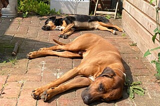 Zwei Hunde dösen liegend in der Sonne.